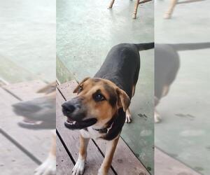 Dutch Shepherd -Unknown Mix Dogs for adoption in San Antonio, TX, USA