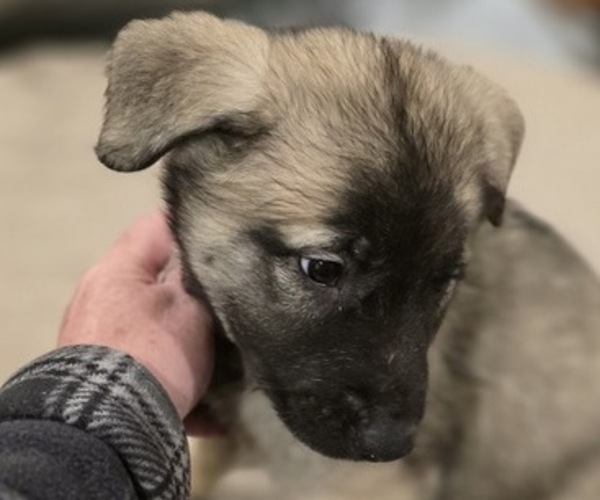 Medium Photo #6 Alaskan Malamute-Mastiff Mix Puppy For Sale in OMAHA, NE, USA