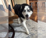 Small #3 Siberian Husky Mix