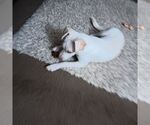Small #10 Chihuahua-Labrador Retriever Mix