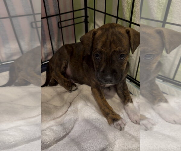 Medium Photo #1 Staffordshire Bull Terrier-Unknown Mix Puppy For Sale in The Woodlands, TX, USA
