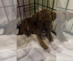 Small Staffordshire Bull Terrier Mix