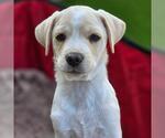 Small Photo #14 Chihuahua-Unknown Mix Puppy For Sale in San Diego, CA, USA