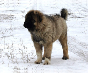 Caucasian Shepherd Dog Puppy for sale in TWINING, MI, USA
