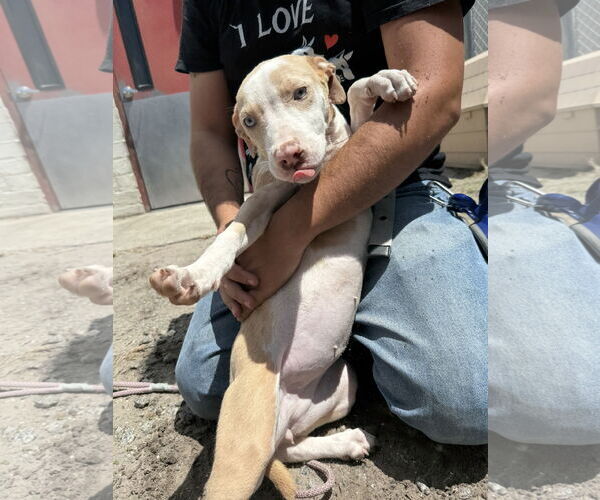 Medium Photo #6 Catahoula Leopard Dog-Unknown Mix Puppy For Sale in Sanford, FL, USA