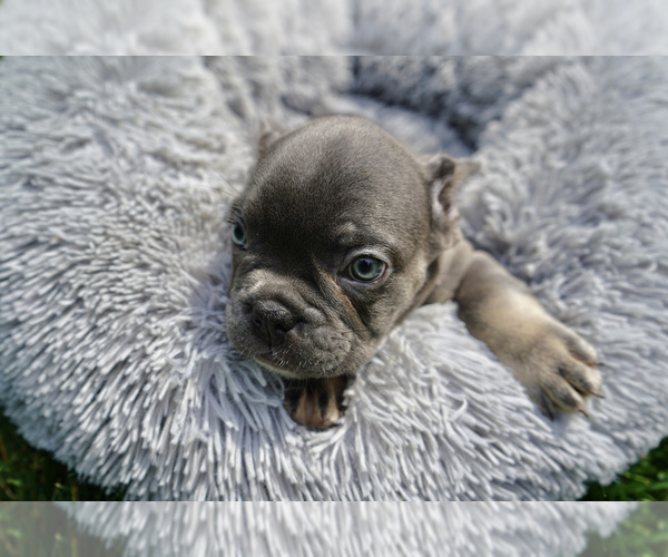 Medium Photo #4 French Bulldog Puppy For Sale in CLINTON, MD, USA