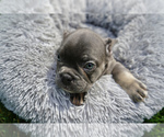 Small Photo #4 French Bulldog Puppy For Sale in CLINTON, MD, USA
