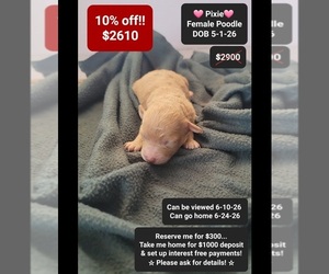 Poodle (Toy) Puppy for sale in TUCSON, AZ, USA