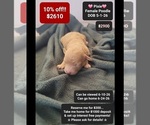 Image preview for Ad Listing. Nickname: Pixie