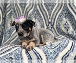 Small Photo #6 Australian Cattle Dog Puppy For Sale in LAKELAND, FL, USA