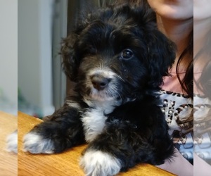 YorkiePoo Puppy for Sale in BURLINGTON, Massachusetts USA
