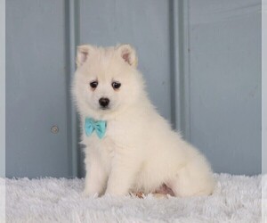 Pomsky Puppy for sale in FREDERICKSBG, OH, USA