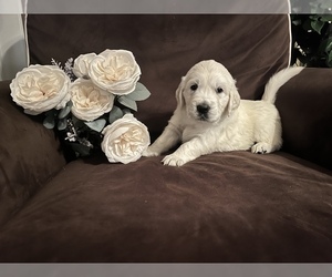 English Cream Golden Retriever Puppy for sale in BROOMFIELD, CO, USA