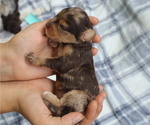 Puppy Sapphire Cavapoo