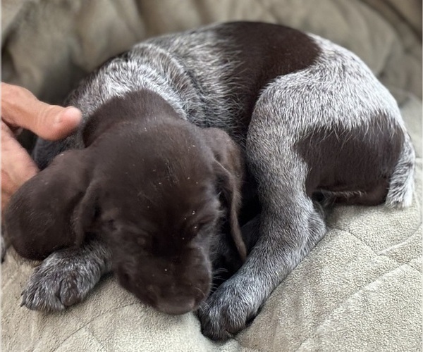 Medium Photo #47 German Shorthaired Pointer-German Wirehaired Pointer Mix Puppy For Sale in DEFUNIAK SPRINGS, FL, USA