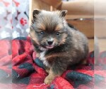 Puppy BearBear Yoranian