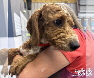 Mutt Dogs for adoption in Washington, DC, USA