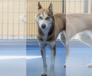 Siberian Husky Dogs for adoption in Downey, CA, USA