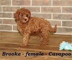 Small Cavapoo