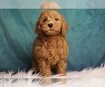 Puppy Caro F1B Goldendoodle (Miniature)