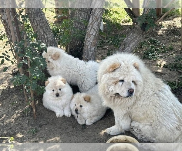 Medium Photo #3 Chow Chow Puppy For Sale in FONTANA, CA, USA