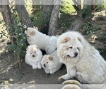 Small Photo #3 Chow Chow Puppy For Sale in FONTANA, CA, USA