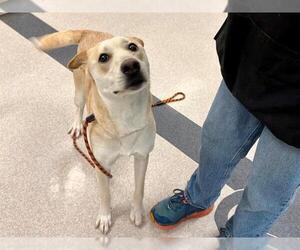 Labrador Retriever-Unknown Mix Dogs for adoption in Santa Rosa, CA, USA