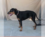 Small Doberman Pinscher