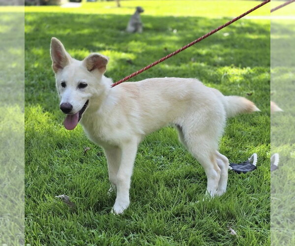 Medium Photo #2 Mutt Puppy For Sale in Yardley, PA, USA