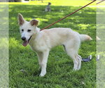 Small #1 Mutt