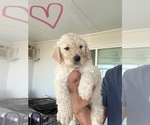 Puppy Puppy 5 Goldendoodle