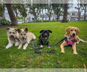 Baxter - Male Labrador Retriever-Unknown Mix Dog for Adoption - Photo #14