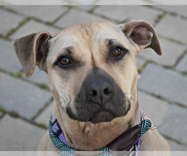 Medium Photo #4 American Staffordshire Terrier-Unknown Mix Puppy For Sale in Spring Lake, NJ, USA