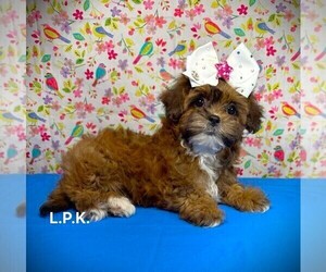 ShihPoo Puppy for sale in WINNSBORO, LA, USA