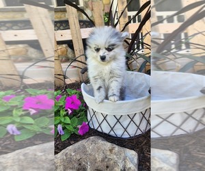 Pomeranian Puppy for Sale in GREENWOOD, Wisconsin USA
