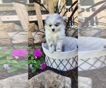 Image preview for Ad Listing. Nickname: Litter of 5