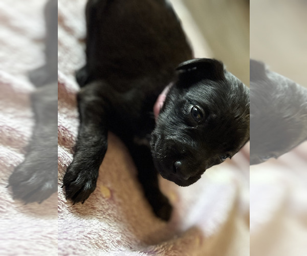 Medium Photo #19 Dutch Shepherd -Golden Retriever Mix Puppy For Sale in LAS VEGAS, NV, USA