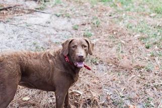 Mother of the Chesapeake Bay Retriever puppies born on 04/30/2018