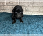 Small Photo #4 Aussiedoodle Puppy For Sale in INDIANAPOLIS, IN, USA