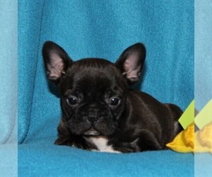 Faux Frenchbo Bulldog Puppy for sale in RONKS, PA, USA