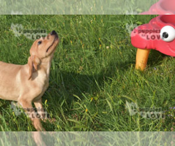 Medium Photo #10 Labrador Retriever Puppy For Sale in SANGER, TX, USA