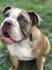 Bulldog Puppy for sale in LENEXA, KS, USA