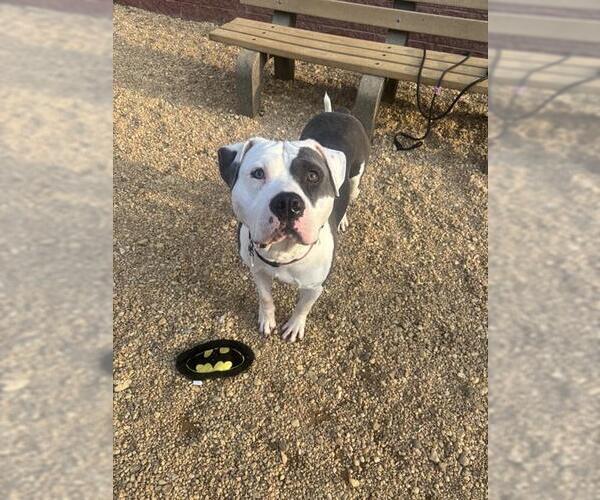 Medium Photo #2 Mutt Puppy For Sale in Forestville, MD, USA