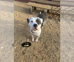 *BRYCE - Male Mutt Dog for Adoption - Photo #2