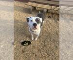 Small Photo #2 Mutt Puppy For Sale in Forestville, MD, USA