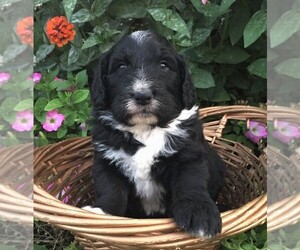 Bernedoodle Puppy for sale in PORT ROYAL, PA, USA