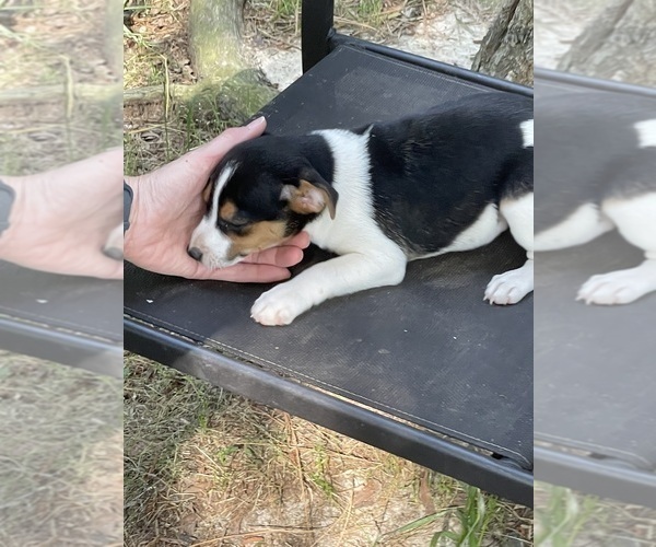 Medium Photo #10 Rat Terrier Puppy For Sale in WHITAKERS, NC, USA