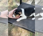 Small #9 Rat Terrier