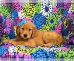 Small Photo #5 Golden Retriever Puppy For Sale in NARVON, PA, USA