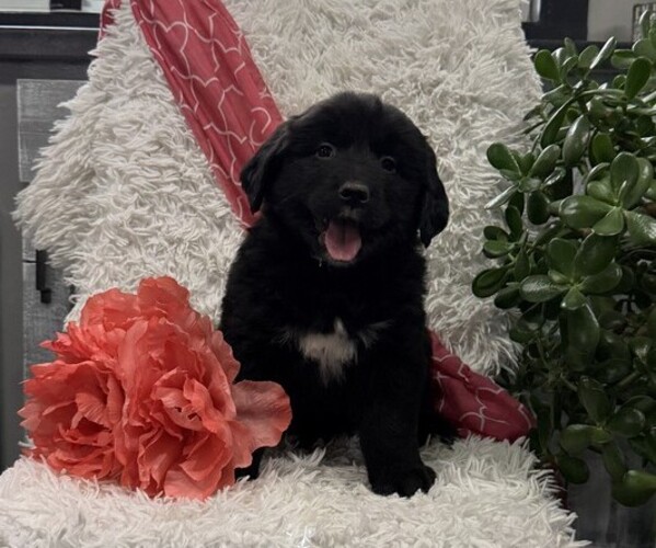 Medium Photo #2 Bernese Mountain Dog Puppy For Sale in THORP, WI, USA